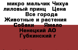 микро мальчик Чихуа лиловый принц › Цена ­ 90 - Все города Животные и растения » Собаки   . Ямало-Ненецкий АО,Губкинский г.